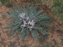 Image of Astragalus dolichophyllus Pall.