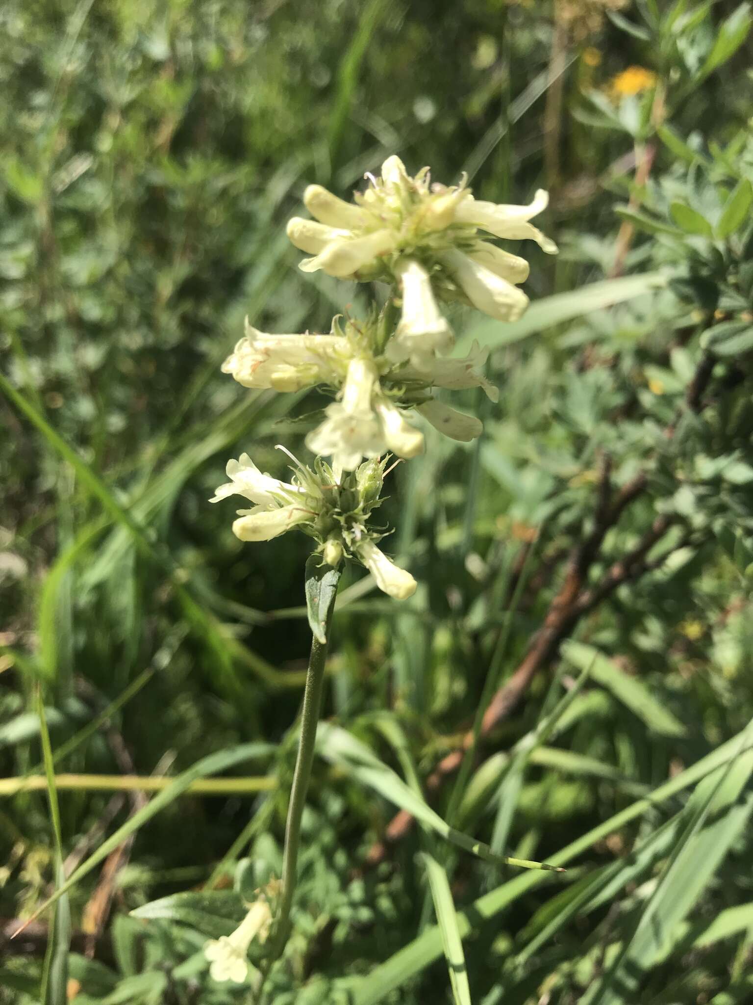 Image of yellow penstemon