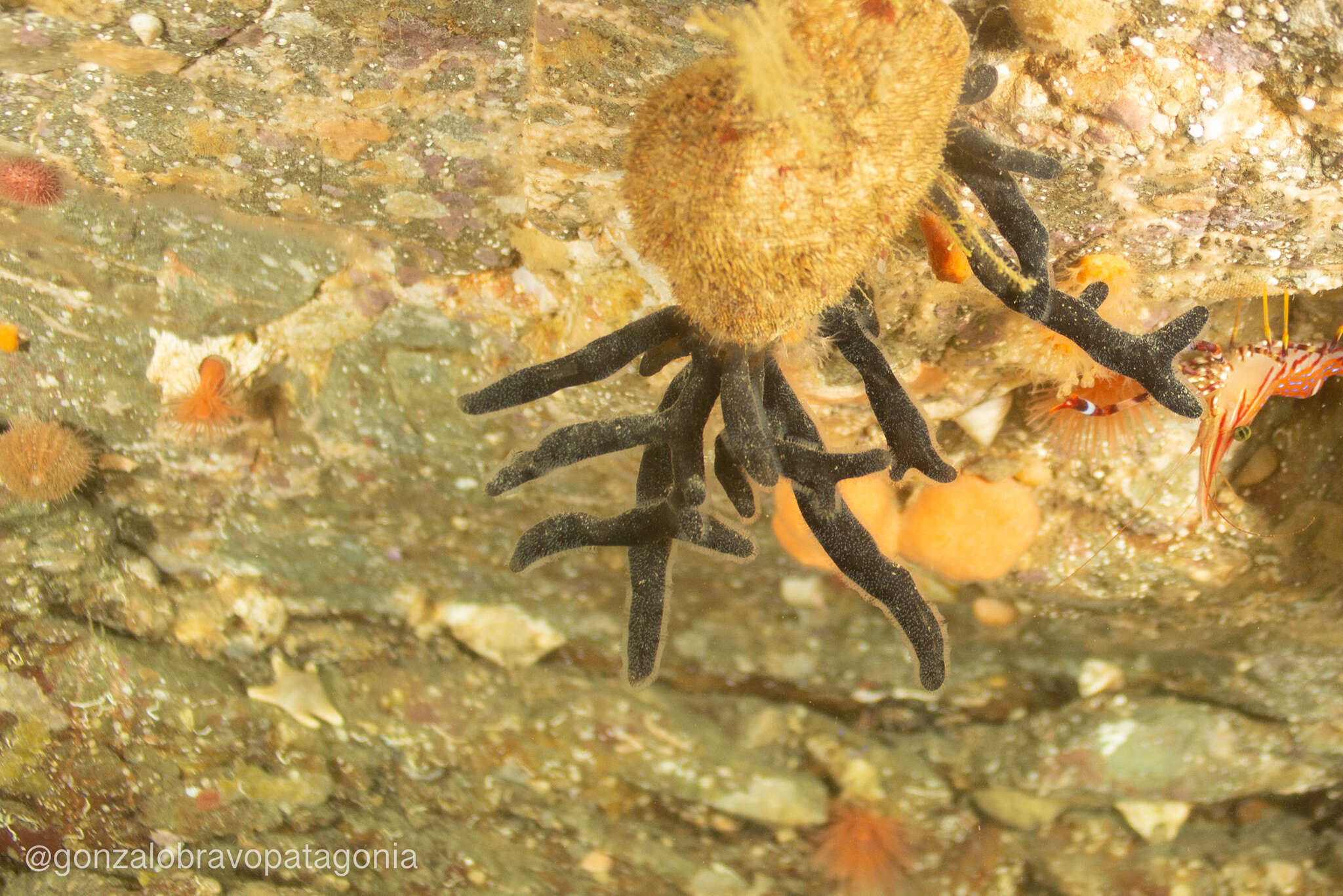 Image of Alcyonidium australe d'Hondt & Moyano 1979