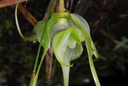 Imagem de Aeranthes caudata Rolfe