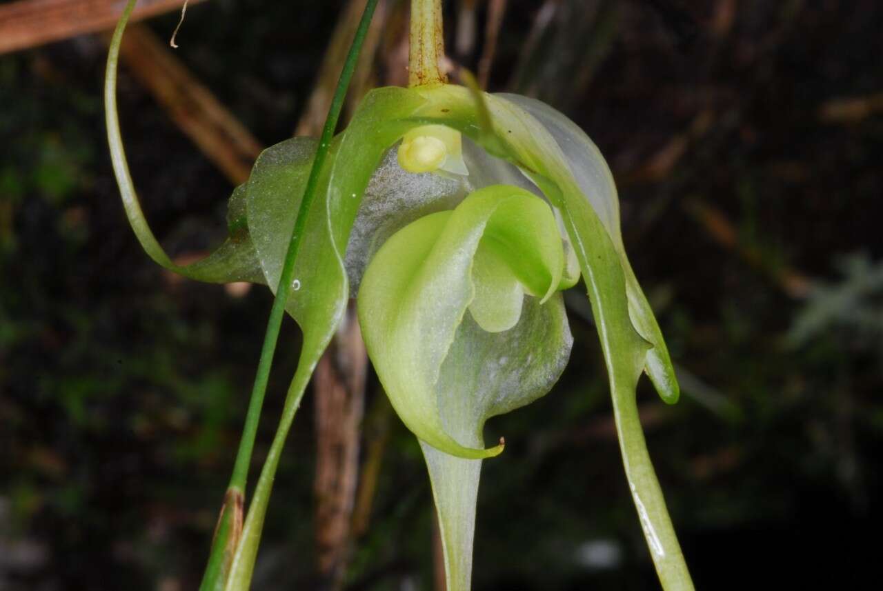 Imagem de Aeranthes caudata Rolfe