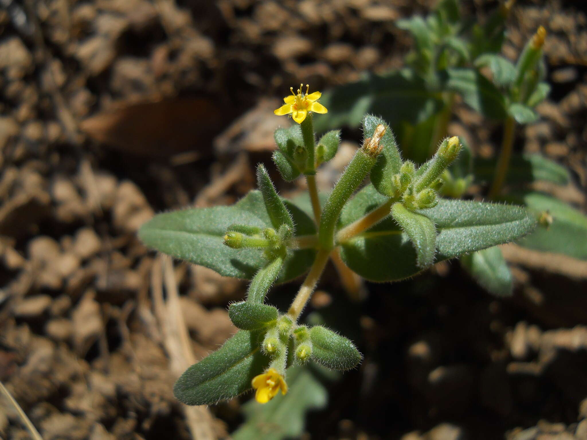 Image of bushy blazingstar