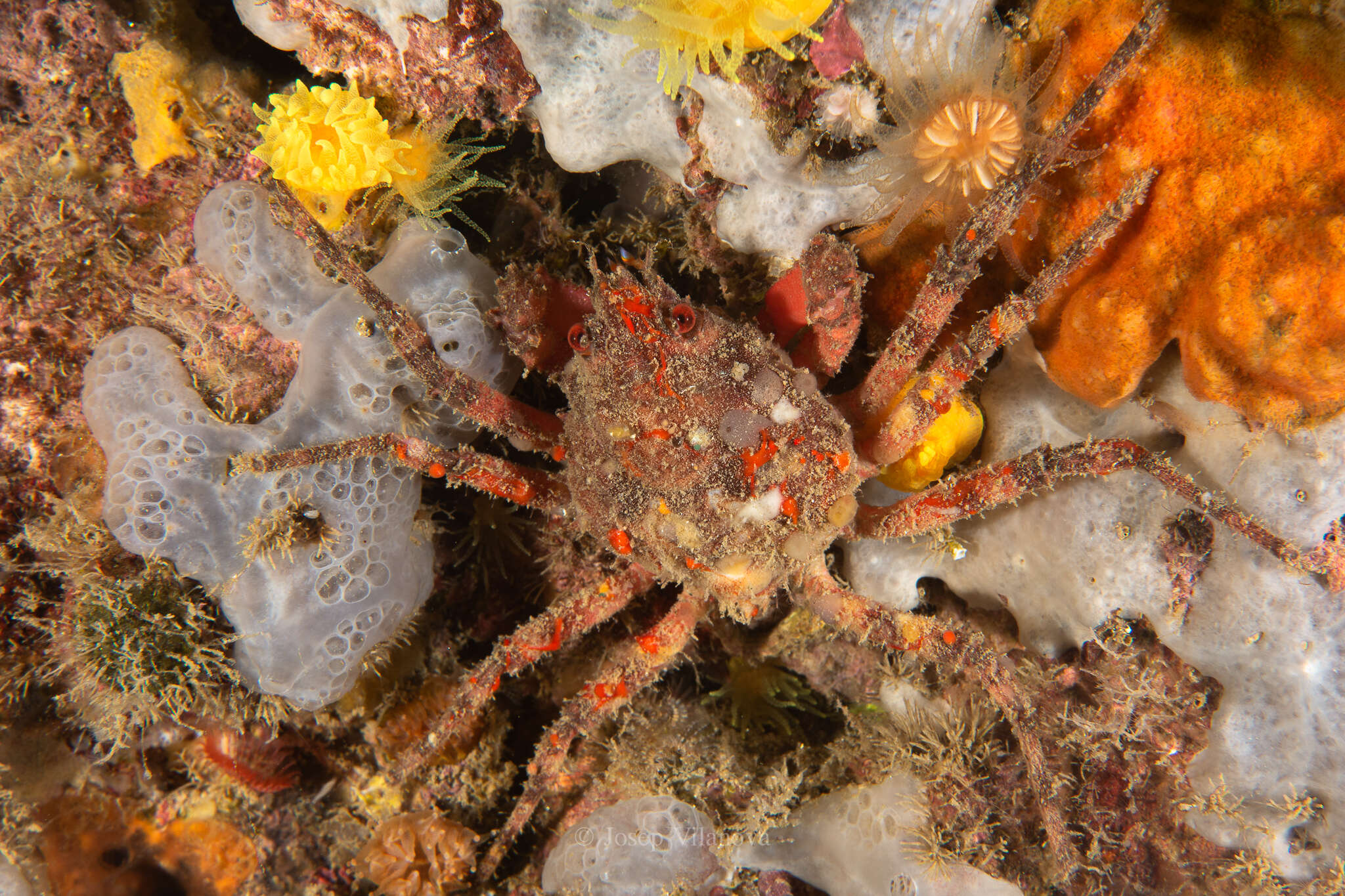 Image of rugose spider crab