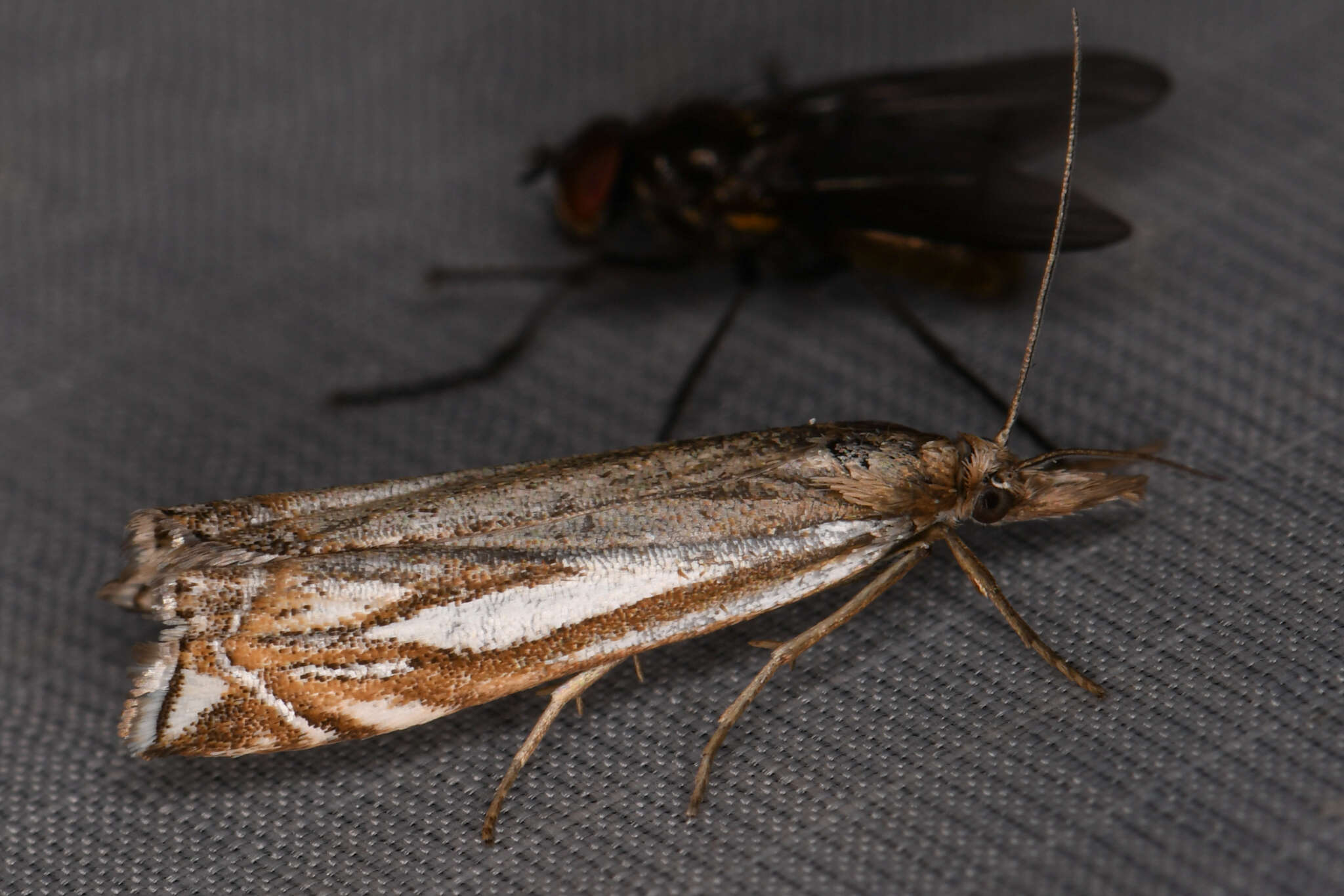 Image of Whitmer's Sod Webworm Moth