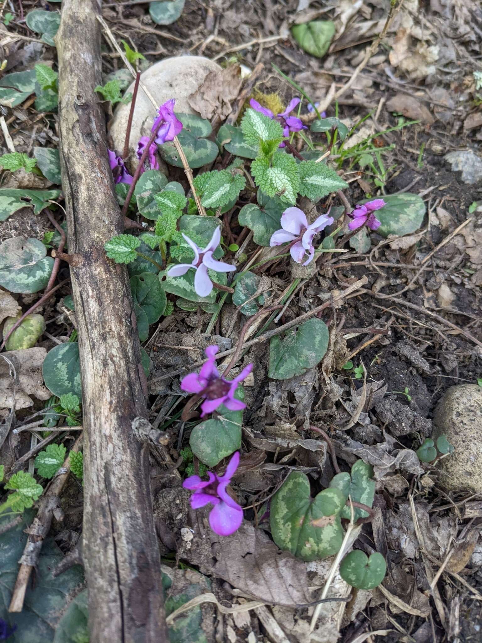 Image of Cyclamen coum subsp. caucasicum (C. Koch) O. Schwarz