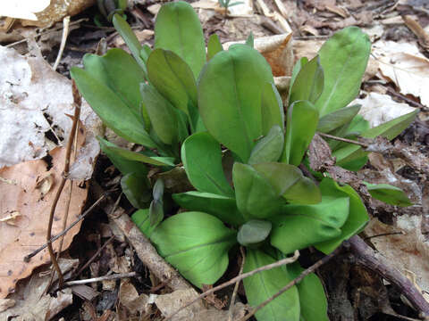 Image of Virginia Bluebell