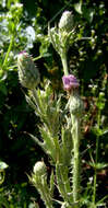 Plancia ëd Cirsium creticum subsp. gaillardotii (Boiss.) Davis & Parris