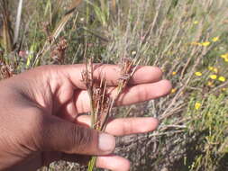 Image of Schoenus megacarpus T. L. Elliott & Muasya