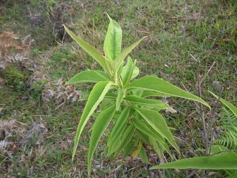 Image of Austroeupatorium inulifolium (Kunth) R. King & H. Rob.