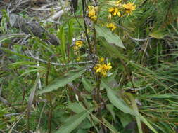 Plancia ëd Solidago virgaurea L.