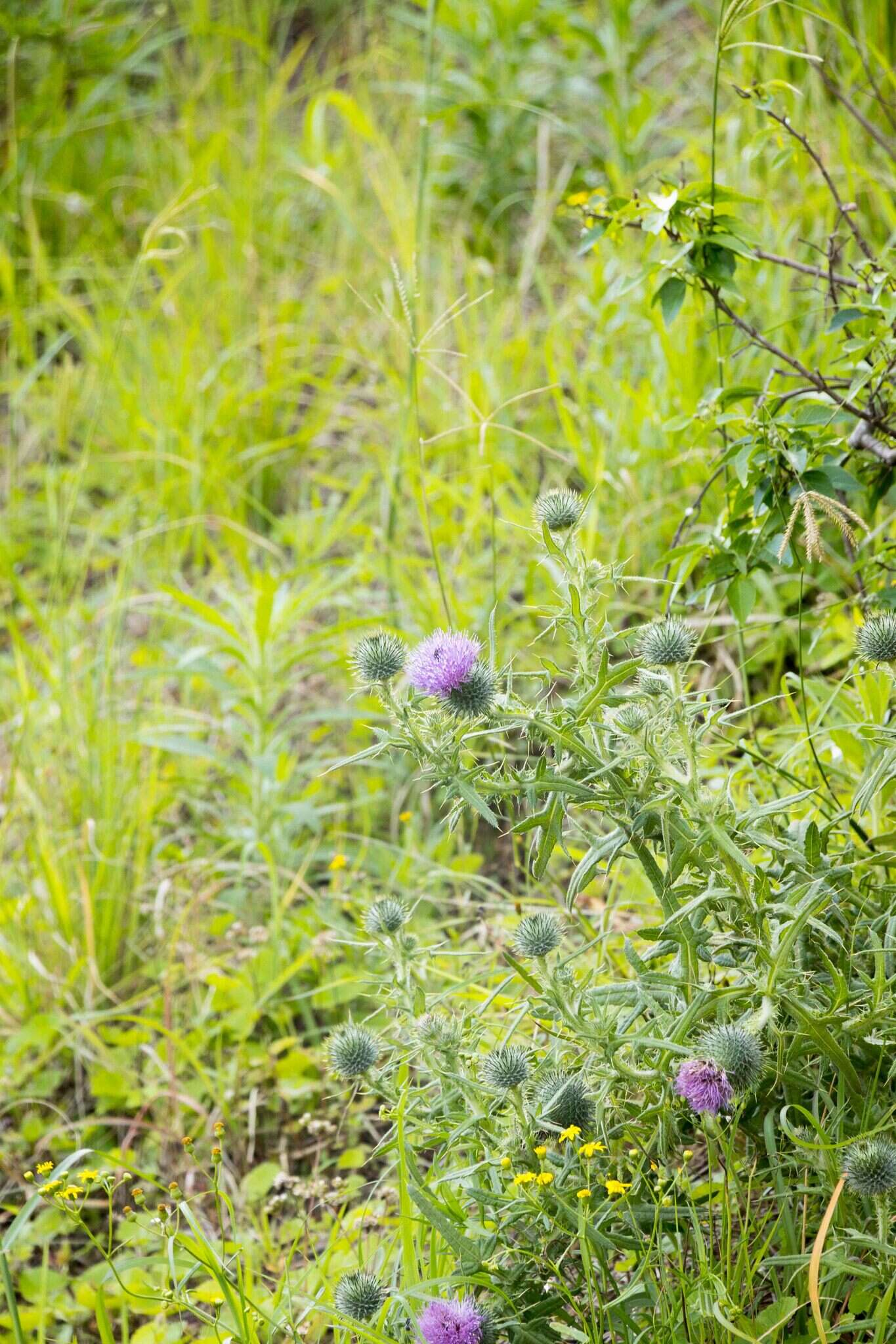 Image of <i>Cirsium <i>vulgare</i></i> subsp. vulgare