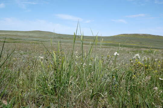 Imagem de Agropyron cimmericum Nevski