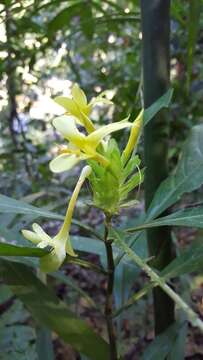 Image of Barleria oenotheroides Dum.-Cours.