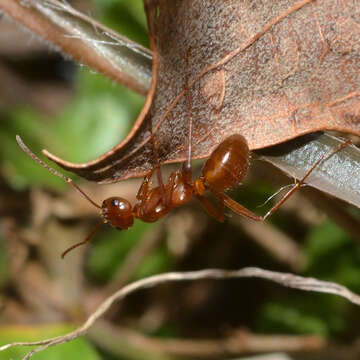 Image of <i>Formica biophilica</i> Trager