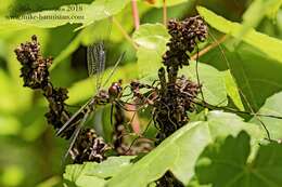 Слика од Celithemis verna Pritchard 1935