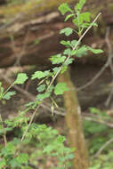 Image of Missouri gooseberry