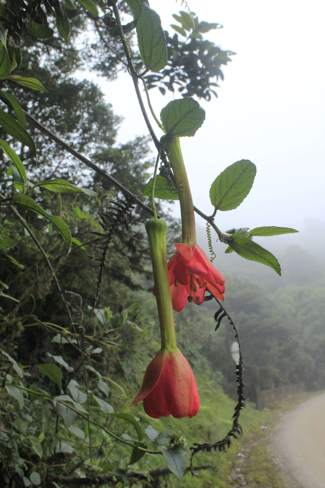 Image de Passiflora crispolanata Uribe