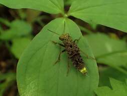 Image of Gold-and-brown Rove Beetle