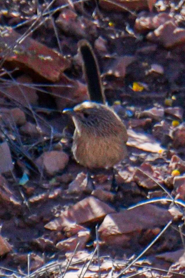 Image of Dusky Grasswren