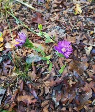 Image of barrens silky aster