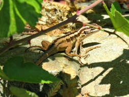 Image of Schroeder's Tree Iguana