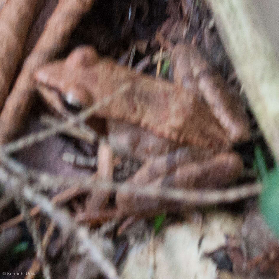 Image of Wood Frog