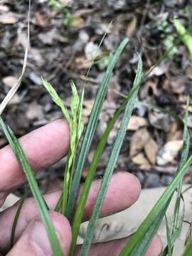 Imagem de Carex debilis Michx.