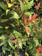 صورة Syzygium hancei Merr. & L. M. Perry