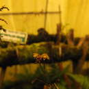 Imagem de Sirhookera latifolia (Wight) Kuntze
