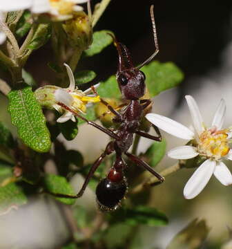 Image of Myrmecia forficata (Fabricius 1787)