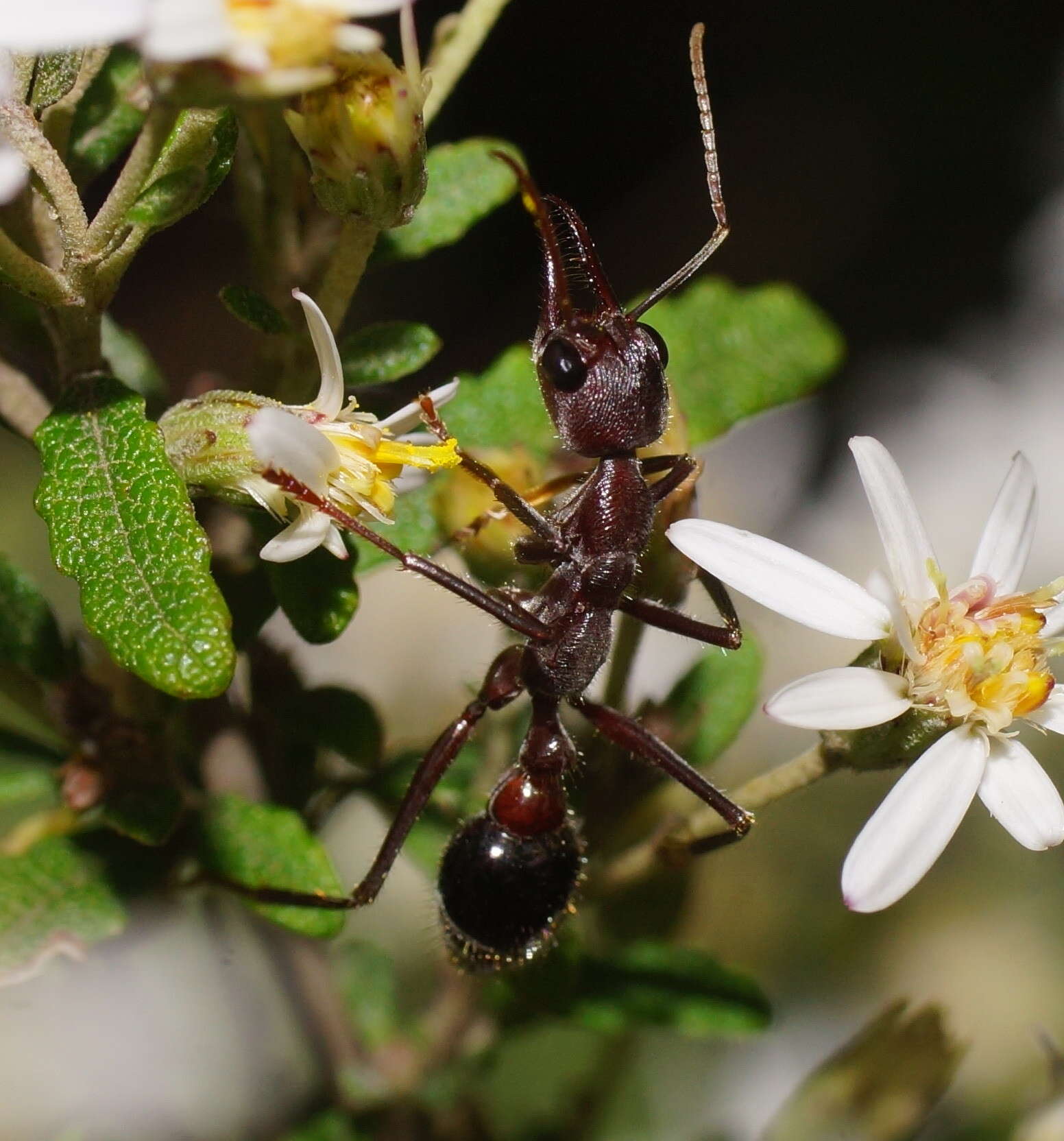 Image of Myrmecia forficata (Fabricius 1787)