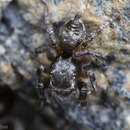 Image of Habronattus hirsutus (Peckham & Peckham 1888)