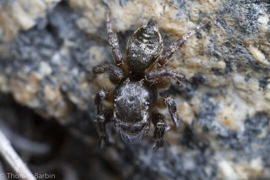 Image of Habronattus hirsutus (Peckham & Peckham 1888)