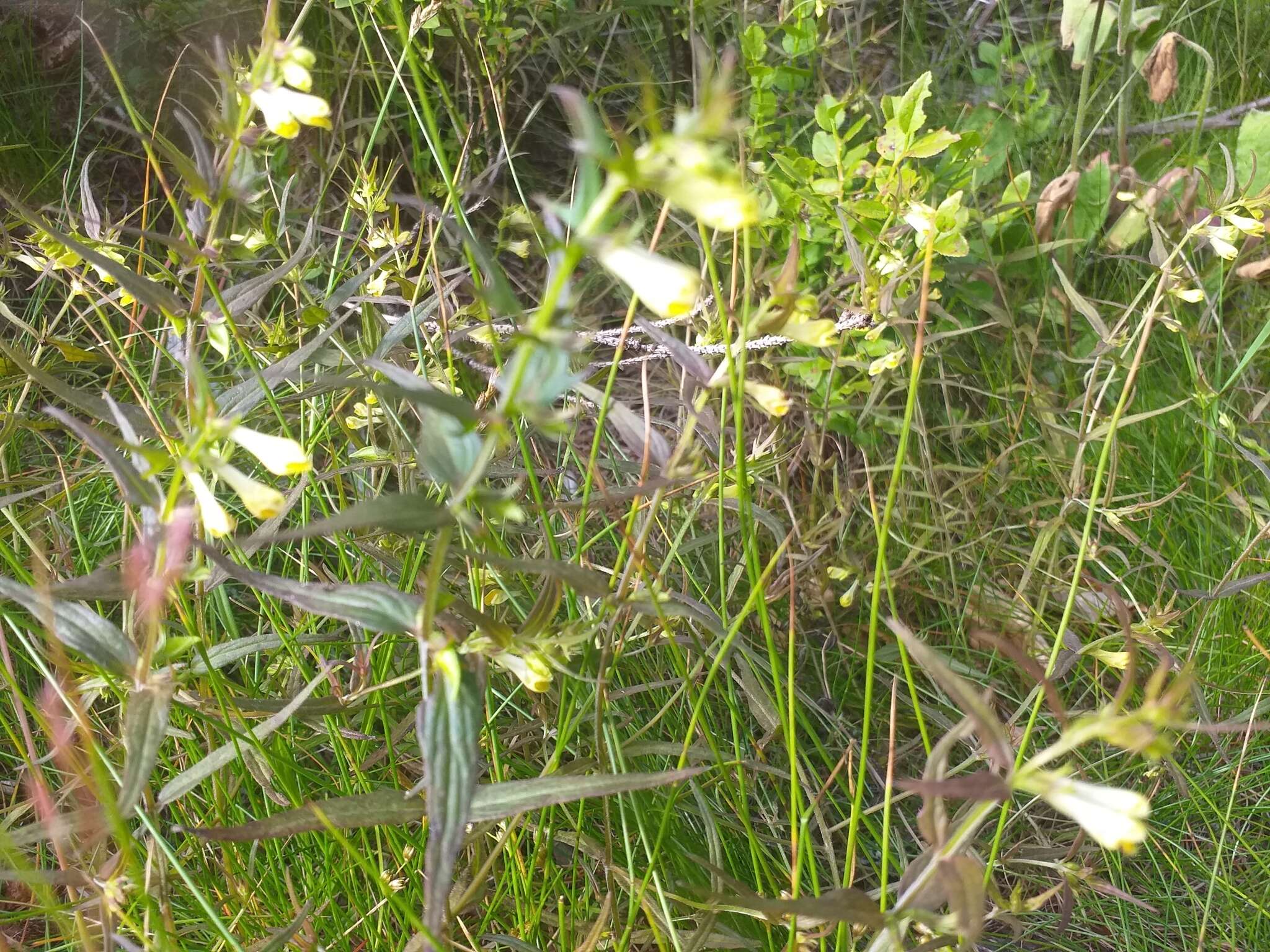 Image of Melampyrum pratense subsp. commutatum (Tausch ex A. Kern.) C. E. Britton