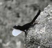 Image of Sagua de Tanamo  Anole