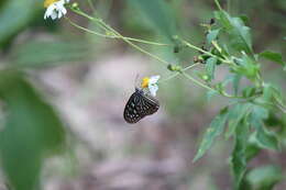 Imagem de Ideopsis vulgaris Butler 1874