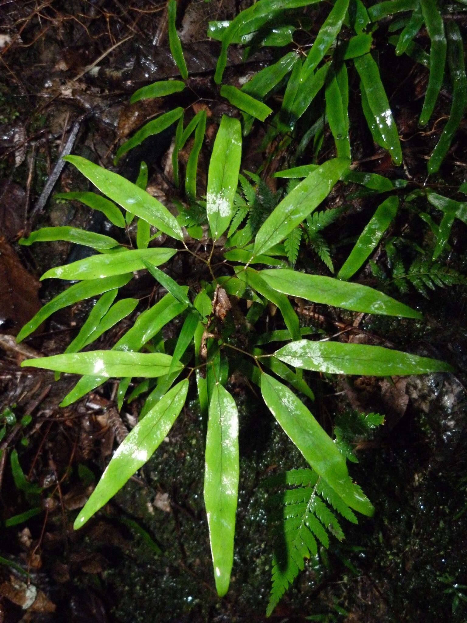 Plancia ëd Lygodium articulatum A. Rich.