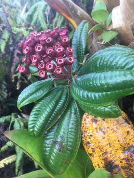 Charianthus purpureus D. Don的圖片