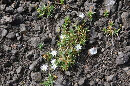 Imagem de Stellaria fischeriana Ser.