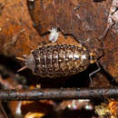 Image of Philoscia affinis Verhoeff 1908