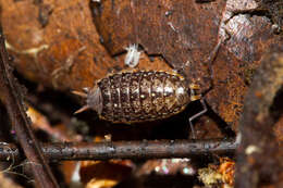 Image of Philoscia affinis Verhoeff 1908