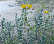 Plancia ëd Medicago marina L.