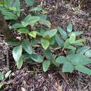 Image of Phyllanthus guillauminii Däniker
