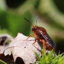 Image of Nomada agrestis Fabricius 1787