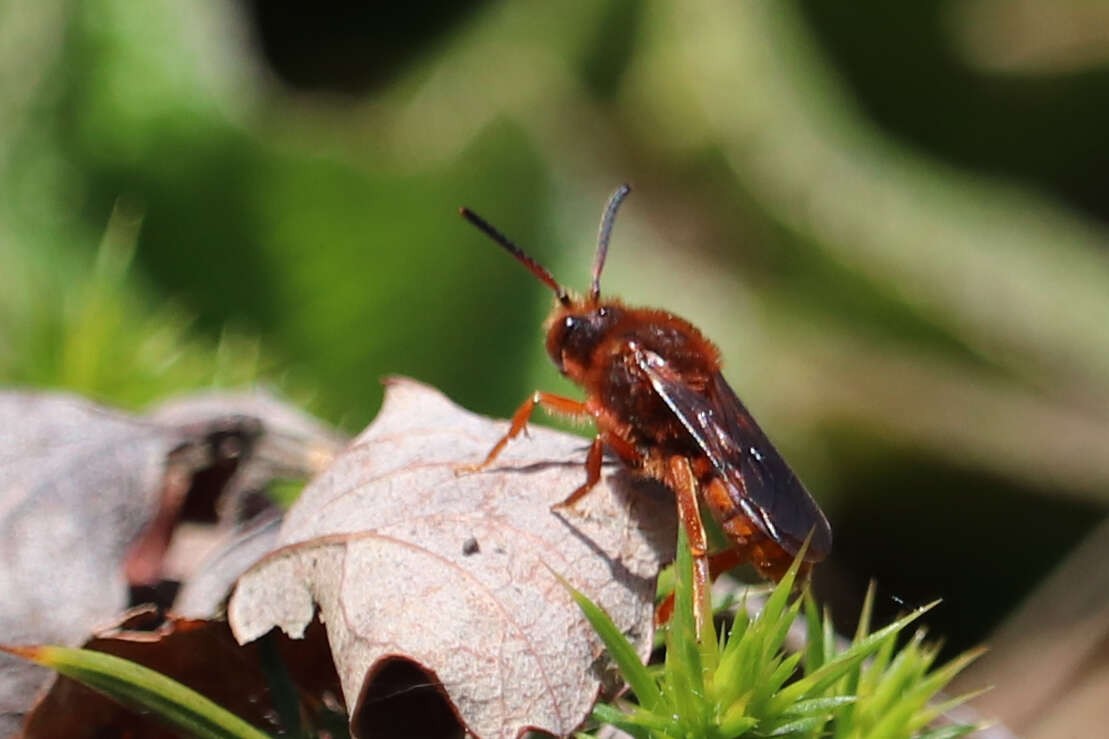 Image de Nomada agrestis Fabricius 1787