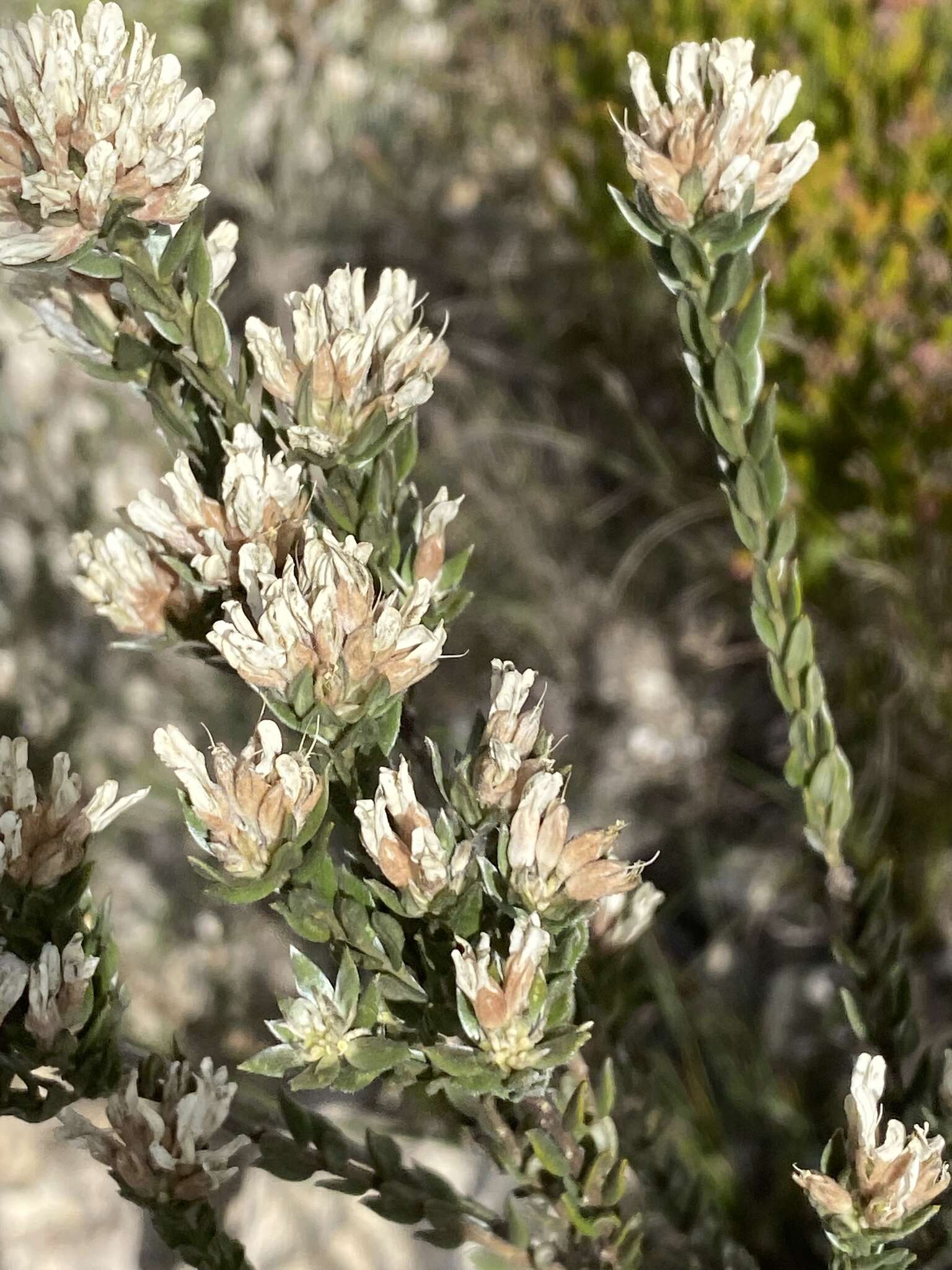 Image of Amphithalea alba Granby