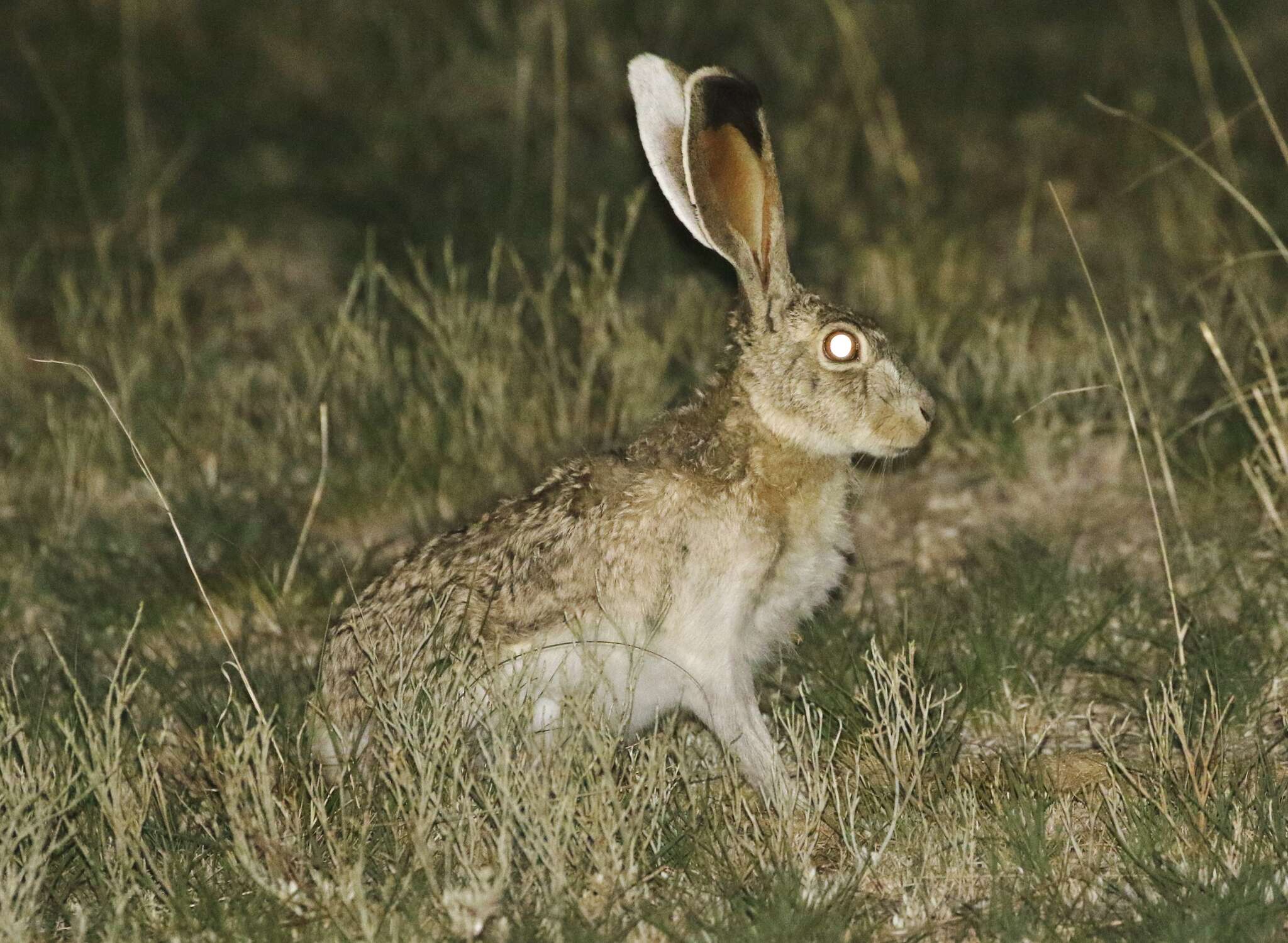 Lepus callotis Wagler 1830 resmi