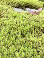 Image of elongate racomitrium moss