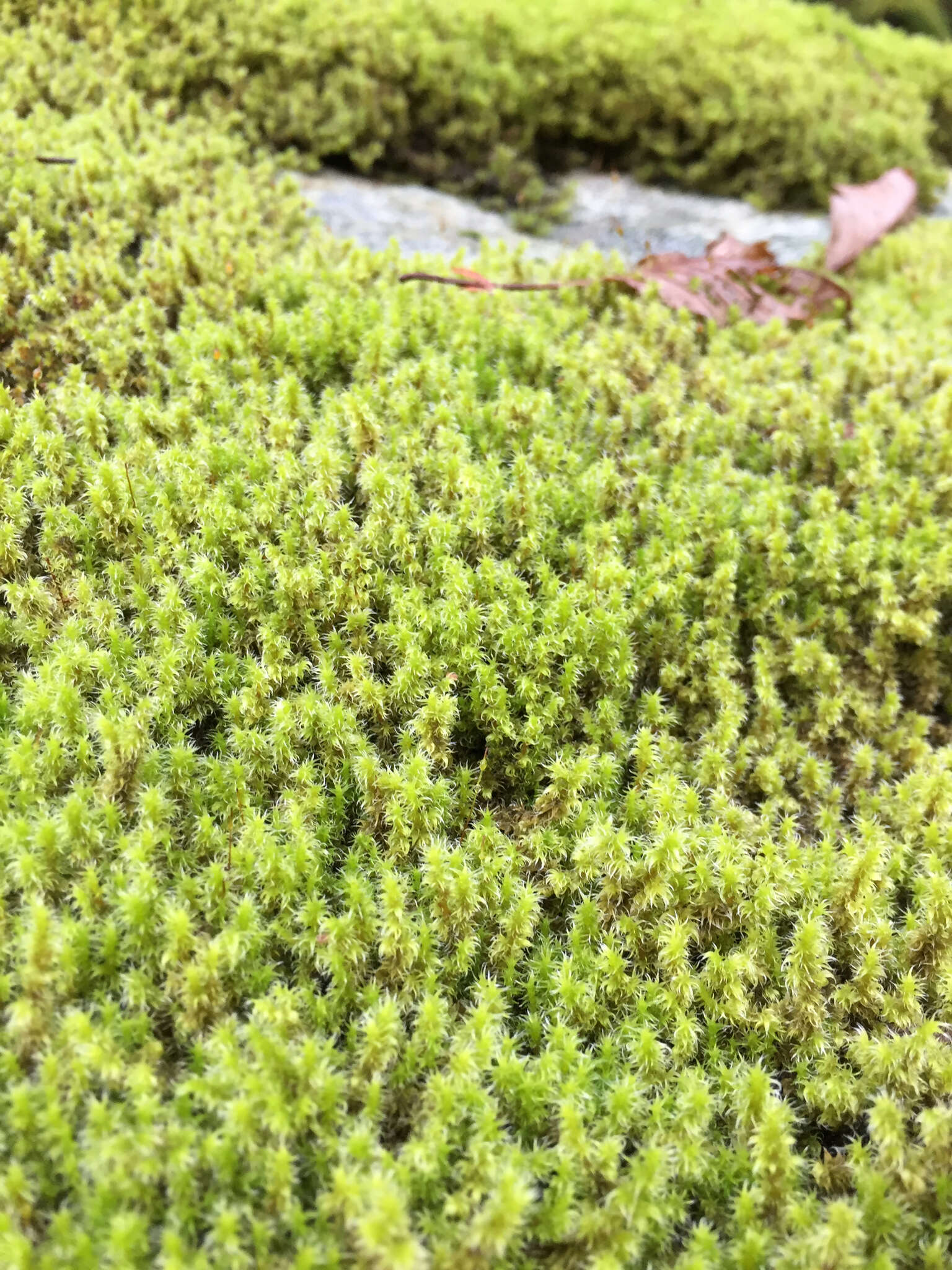 Plancia ëd Racomitrium elongatum Ehrhart ex Frisvoll 1983