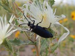 Imagem de Lytta (Paralytta) reticulata Say 1824